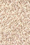 Yanchi Chenille Shag - Ivory
